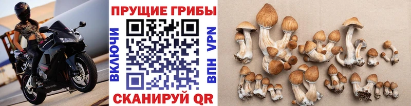 наркошоп  Павлово  Галлюциногенные грибы MAGIC MUSHROOMS 